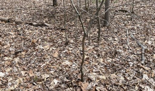 Photo #27 of SOLD property in Off Sutherland Road, Sutherland, VA 10.0 acres