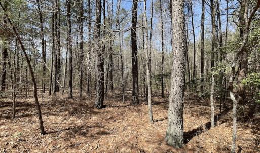 Photo #22 of SOLD property in Off Indian Neck Road, Newtown, VA 12.0 acres