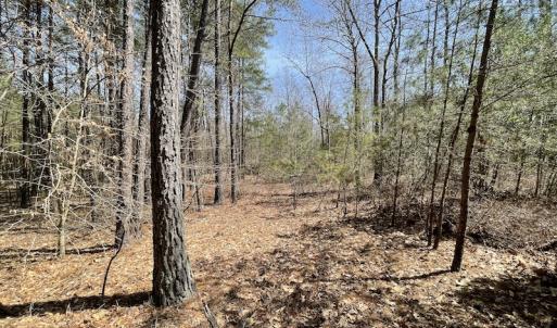 Photo #23 of SOLD property in Off Indian Neck Road, Newtown, VA 12.0 acres