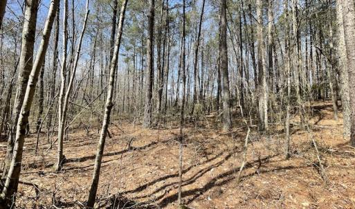 Photo #28 of SOLD property in Off Indian Neck Road, Newtown, VA 12.0 acres