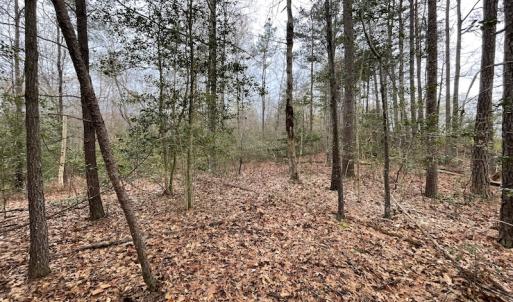 Photo #18 of SOLD property in Off Root Swamp Road, Milford, VA 6.5 acres