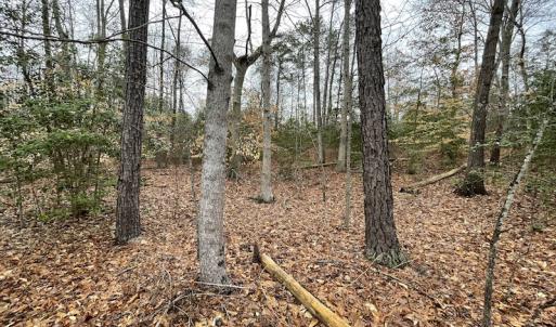 Photo #20 of SOLD property in Off Root Swamp Road, Milford, VA 6.5 acres