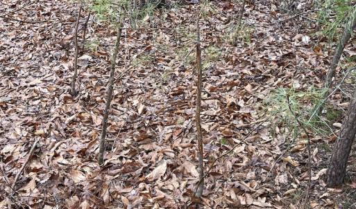 Photo #22 of SOLD property in Off Root Swamp Road, Milford, VA 6.5 acres
