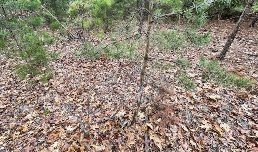 Photo #29 of SOLD property in Off Root Swamp Road, Milford, VA 6.5 acres