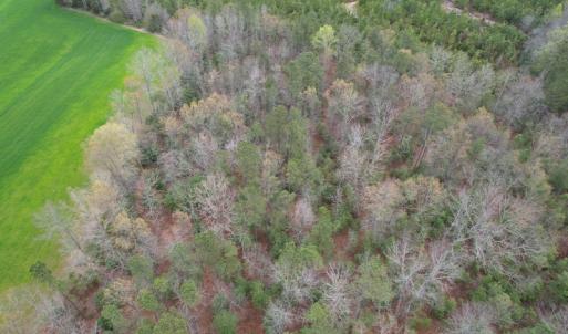 Photo #7 of SOLD property in Off Root Swamp Road, Milford, VA 6.5 acres