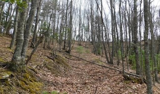 Photo #9 of SOLD property in Off Sylvatus Hwy, Hillsville, VA 42.4 acres