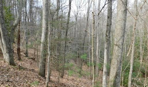 Photo #14 of SOLD property in Off Sylvatus Hwy, Hillsville, VA 42.4 acres