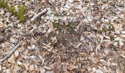 Photo #17 of SOLD property in Off Sylvatus Hwy, Hillsville, VA 42.4 acres