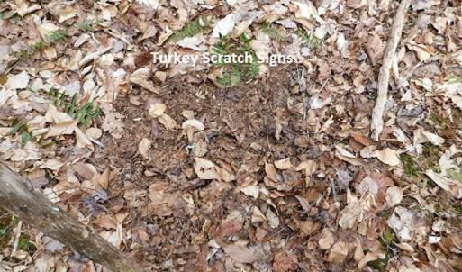 Photo #19 of SOLD property in Off Sylvatus Hwy, Hillsville, VA 42.4 acres