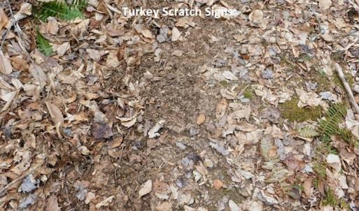 Photo #20 of SOLD property in Off Sylvatus Hwy, Hillsville, VA 42.4 acres