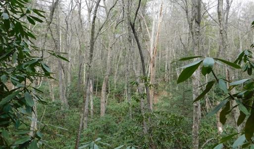 Photo #24 of SOLD property in Off Sylvatus Hwy, Hillsville, VA 42.4 acres