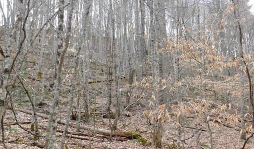 Photo #28 of SOLD property in Off Sylvatus Hwy, Hillsville, VA 42.4 acres