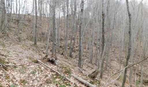 Photo #32 of SOLD property in Off Sylvatus Hwy, Hillsville, VA 42.4 acres