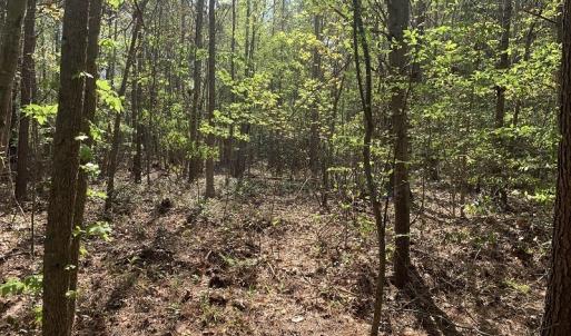 Photo #9 of SOLD property in Near 5727 Red Hill Road, Whiteville, NC 71.2 acres