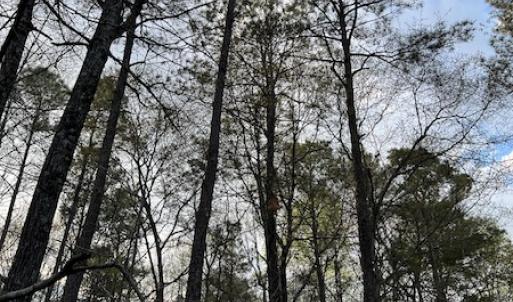 Photo #17 of 30075 Meherrin Road, Boykins, VA 126.0 acres