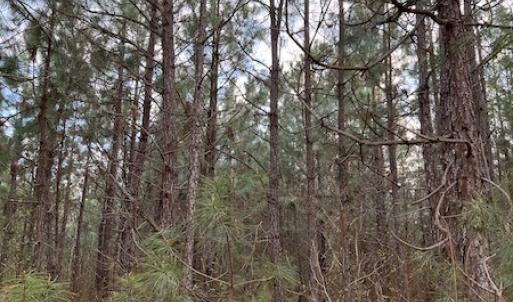 Photo #24 of 30075 Meherrin Road, Boykins, VA 126.0 acres