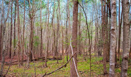 Photo #20 of SOLD property in Off Julie McKnight Road, Kittrell, NC 12.2 acres