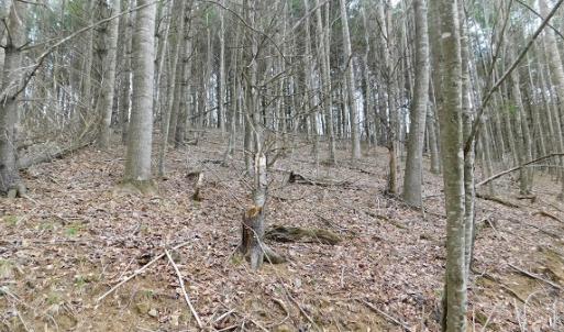 Photo #11 of Off Riverside Drive, Independence, VA 16.6 acres