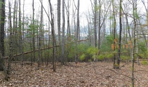 Photo #15 of Off Riverside Drive, Independence, VA 16.6 acres