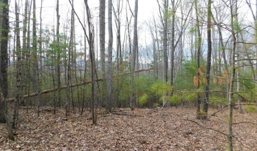 Photo #15 of Off Riverside Drive, Independence, VA 16.6 acres