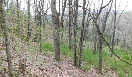 Photo #29 of Off Riverside Drive, Independence, VA 16.6 acres