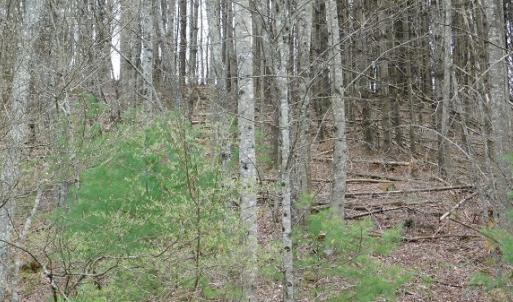 Photo #9 of Off Riverside Drive, Independence, VA 16.6 acres