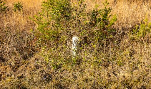 Photo #18 of SOLD property in Off Burtons Chapel Road, Mebane, NC 58.8 acres