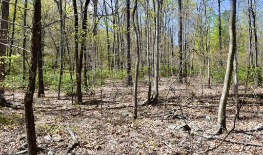 Photo #18 of SOLD property in Off Chase Log Road, Stuart, VA 46.4 acres