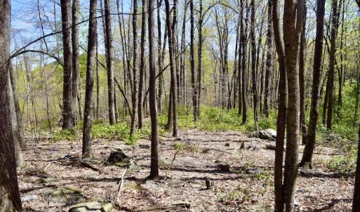 Photo #20 of SOLD property in Off Chase Log Road, Stuart, VA 46.4 acres