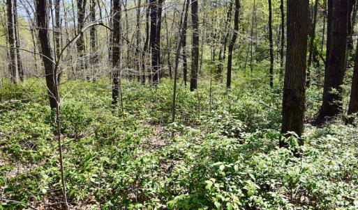 Photo #21 of SOLD property in Off Chase Log Road, Stuart, VA 46.4 acres