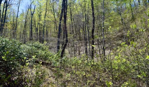 Photo #23 of SOLD property in Off Chase Log Road, Stuart, VA 46.4 acres