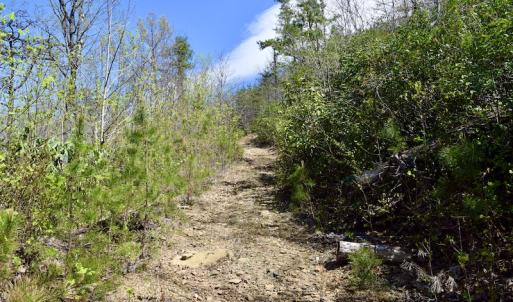 Photo #24 of SOLD property in Off Chase Log Road, Stuart, VA 46.4 acres