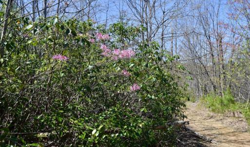 Photo #26 of SOLD property in Off Chase Log Road, Stuart, VA 46.4 acres