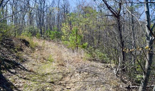 Photo #31 of SOLD property in Off Chase Log Road, Stuart, VA 46.4 acres