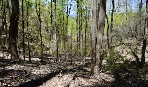 Photo #36 of SOLD property in Off Chase Log Road, Stuart, VA 46.4 acres