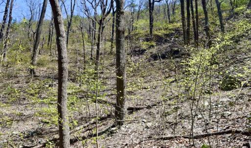 Photo #38 of SOLD property in Off Chase Log Road, Stuart, VA 46.4 acres