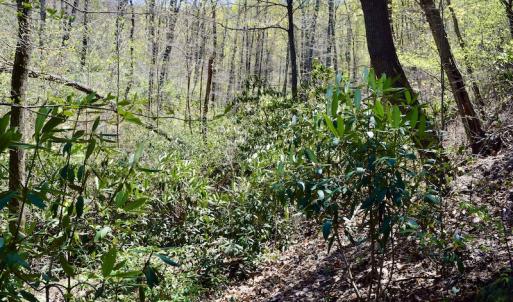 Photo #45 of SOLD property in Off Chase Log Road, Stuart, VA 46.4 acres