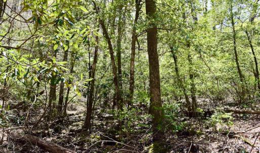 Photo #46 of SOLD property in Off Chase Log Road, Stuart, VA 46.4 acres