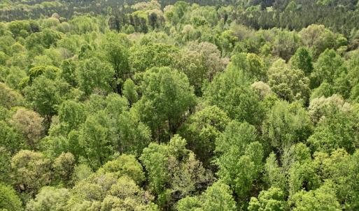 Photo #23 of SOLD property in Union Woods Dr, Brodnax, VA 25.7 acres