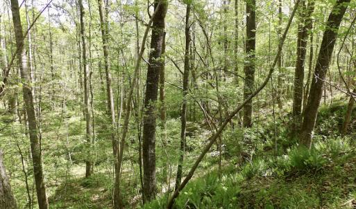 Photo #34 of SOLD property in Union Woods Dr, Brodnax, VA 25.7 acres