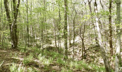 Photo #35 of SOLD property in Union Woods Dr, Brodnax, VA 25.7 acres