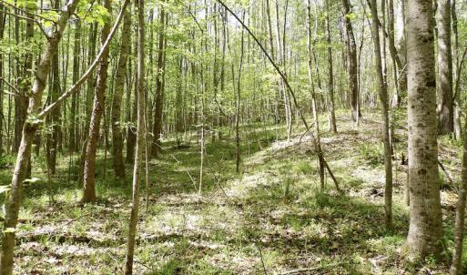 Photo #37 of SOLD property in Union Woods Dr, Brodnax, VA 25.7 acres