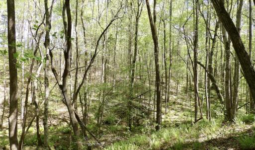 Photo #40 of SOLD property in Union Woods Dr, Brodnax, VA 25.7 acres