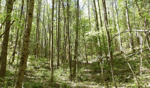 Photo #42 of SOLD property in Union Woods Dr, Brodnax, VA 25.7 acres