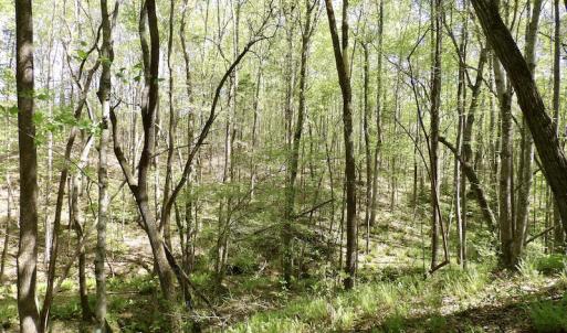 Photo #44 of SOLD property in Union Woods Dr, Brodnax, VA 25.7 acres