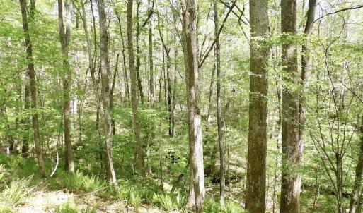 Photo #45 of SOLD property in Union Woods Dr, Brodnax, VA 25.7 acres
