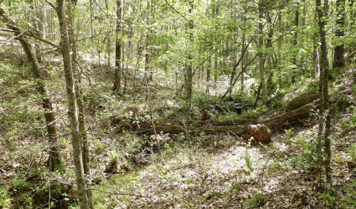 Photo #47 of SOLD property in Union Woods Dr, Brodnax, VA 25.7 acres