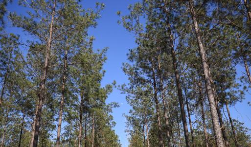Photo #30 of SOLD property in 916 Republican Road, Windsor, NC 275.0 acres