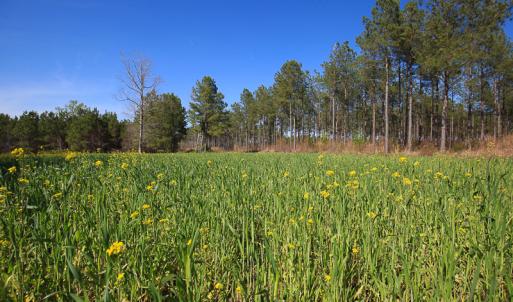 Photo #31 of SOLD property in 916 Republican Road, Windsor, NC 275.0 acres