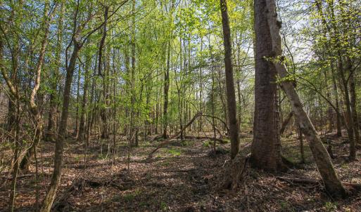 Photo #34 of SOLD property in 916 Republican Road, Windsor, NC 275.0 acres
